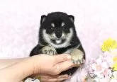 豆柴【千葉県・男の子・2025年1月27日・黒】の写真2
