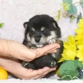 柴犬(標準サイズ)【千葉県・男の子・2025年6月30日・黒】の写真2