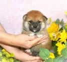 柴犬(標準サイズ)【千葉県・男の子・2025年7月23日・赤】の写真3
