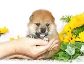 柴犬(標準サイズ)【千葉県・男の子・2025年5月13日・赤】の写真3