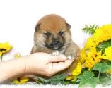 柴犬(標準サイズ)【千葉県・男の子・2025年5月13日・赤】の写真2