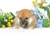 柴犬(標準サイズ)【千葉県・女の子・2025年4月3日・赤】の写真3