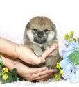 柴犬(標準サイズ)【千葉県・女の子・2025年4月10日・赤】の写真4