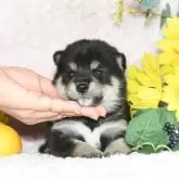 柴犬(標準サイズ)【千葉県・男の子・2025年6月30日・黒】の写真3