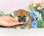 柴犬(標準サイズ)【千葉県・女の子・2025年4月3日・赤】の写真4