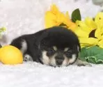 柴犬(標準サイズ)【千葉県・女の子・2025年6月30日・黒】の写真6