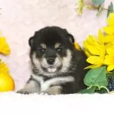 柴犬(標準サイズ)【千葉県・男の子・2025年6月30日・黒】の写真6