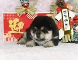 柴犬(標準サイズ)【千葉県・男の子・2024年12月1日・黒】の写真7