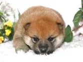 柴犬(標準サイズ)【千葉県・男の子・2025年4月10日・赤】の写真7
