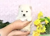 豆柴【千葉県・男の子・2024年12月10日・白】の写真7