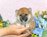 柴犬(標準サイズ)【千葉県・女の子・2025年4月3日・赤】の写真8