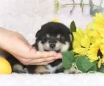 柴犬(標準サイズ)【千葉県・女の子・2025年6月30日・黒】の写真9