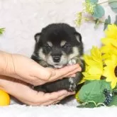 柴犬(標準サイズ)【千葉県・男の子・2025年6月30日・黒】の写真8