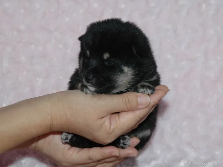 ID:1709-01222の子犬