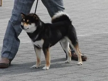 ID:1806-00668の子犬