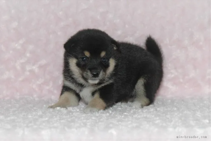 ID:1809-01112の子犬
