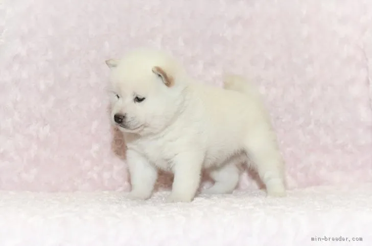 Y.K 様のお迎えした子犬
