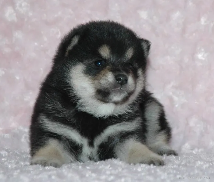 宮本 正司 様のお迎えした子犬