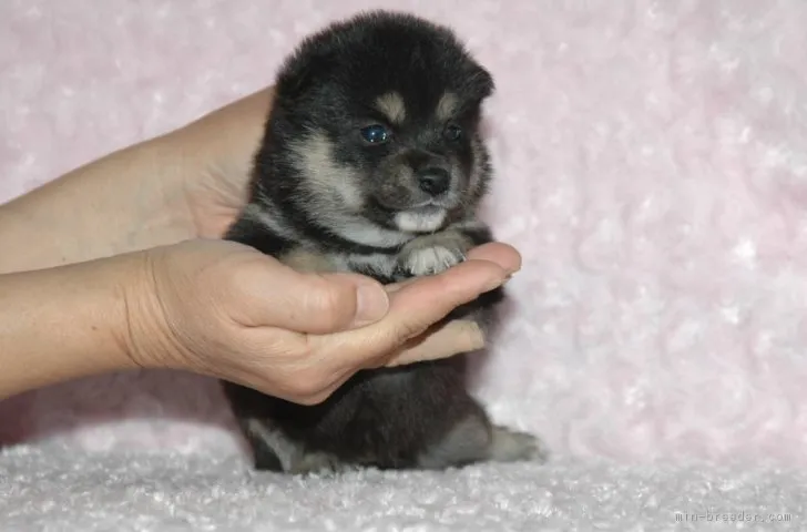 ID:1704-02059の子犬