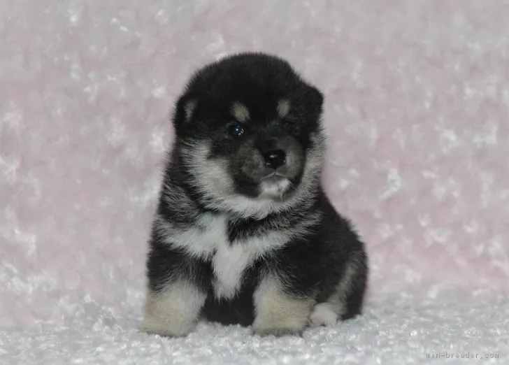 ID:1807-02521の子犬