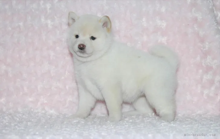ID:1710-02272の子犬