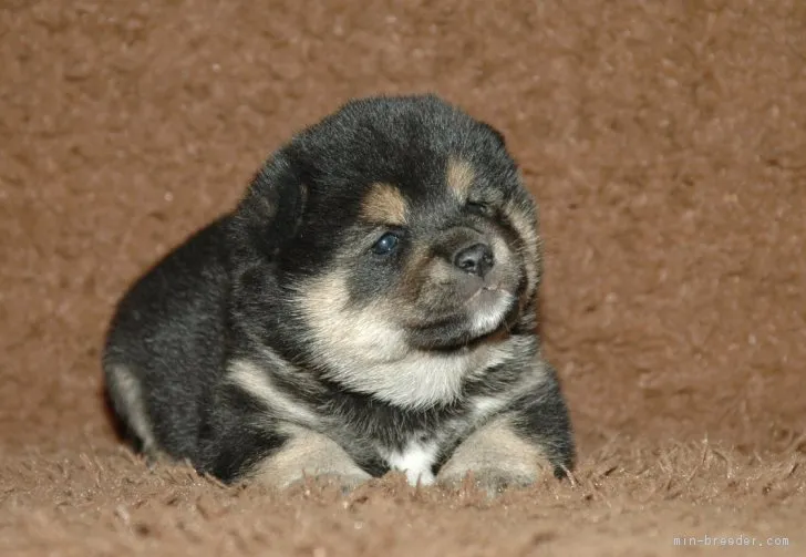 ID:1705-00608の子犬
