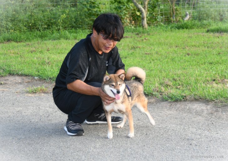 柴犬(標準サイズ)【・女の子・2023年7月4日・胡麻】