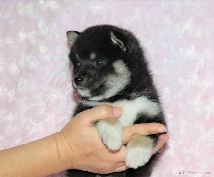 きい 様のお迎えした子犬