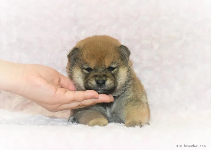 H・O 様のお迎えした子犬