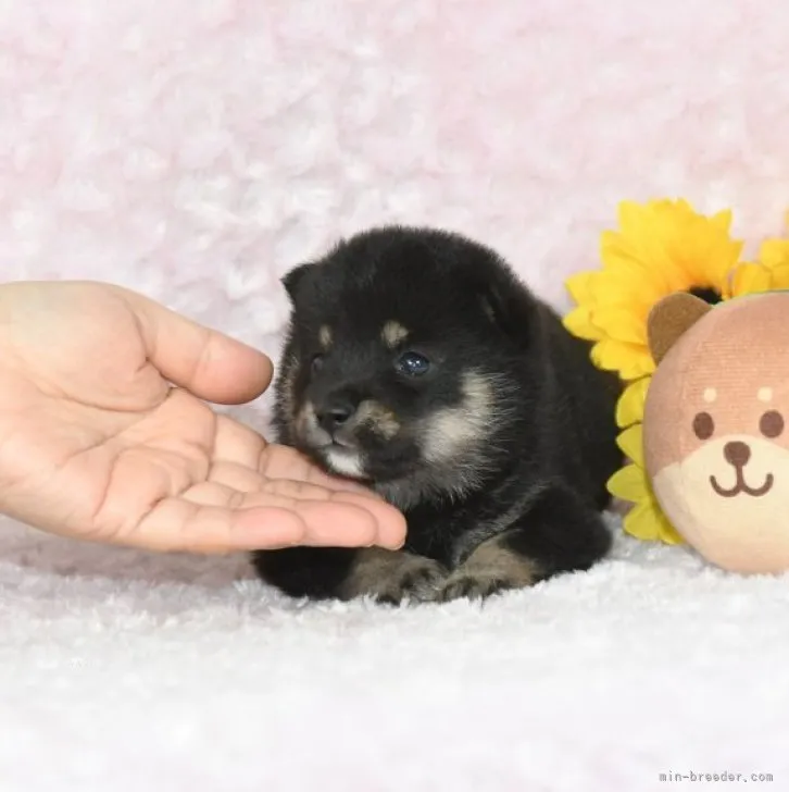 ID:2309-01272の子犬