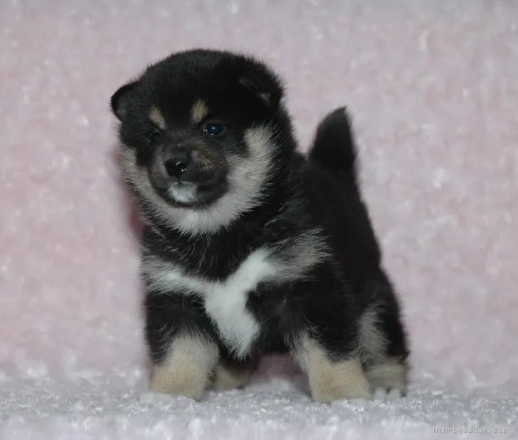 茅ケ崎の柴犬ちゃん 様のお迎えした子犬