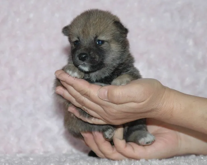 ゴマちゃん 様のお迎えした子犬