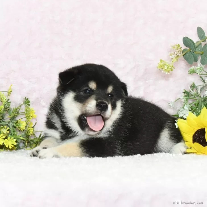 K.U 様のお迎えした子犬