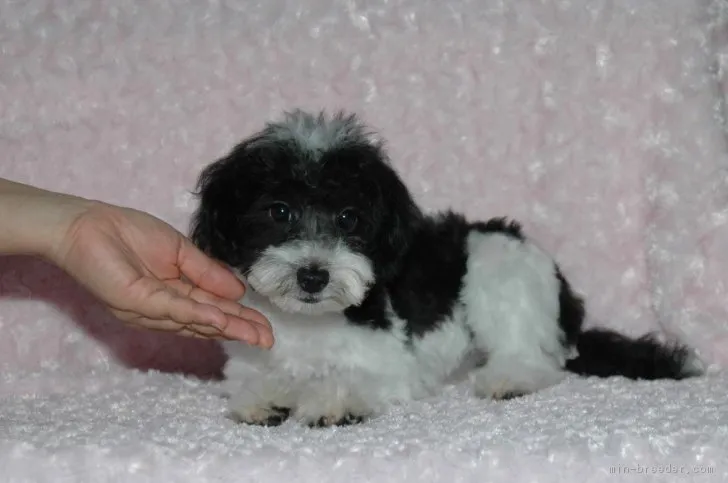 ID:1705-02110の子犬