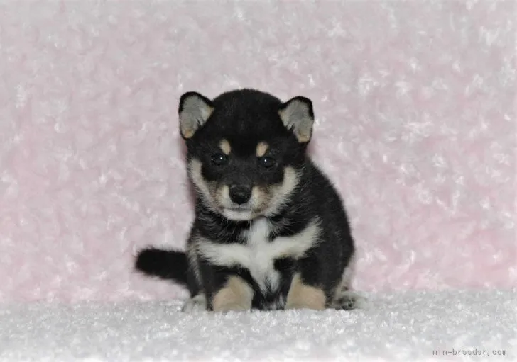 ID：1810-01864の子犬