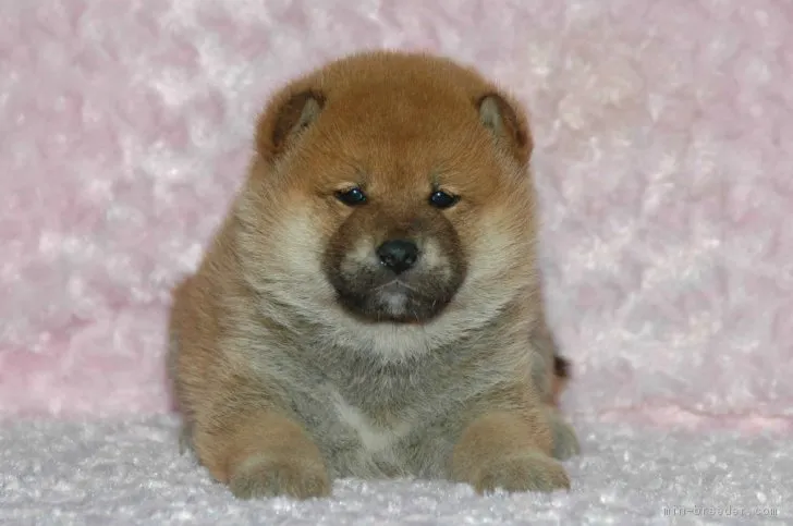 ID:1704-00526の子犬