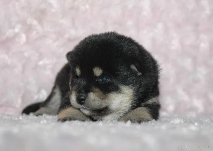 TAK 様のお迎えした子犬