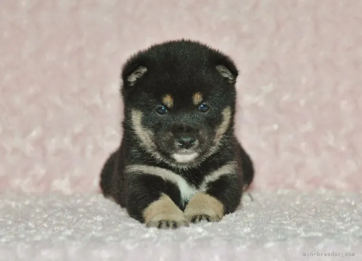 ID:1803-01864の子犬