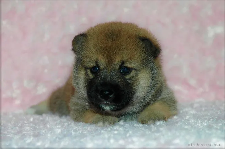 ID:1707-01640の子犬