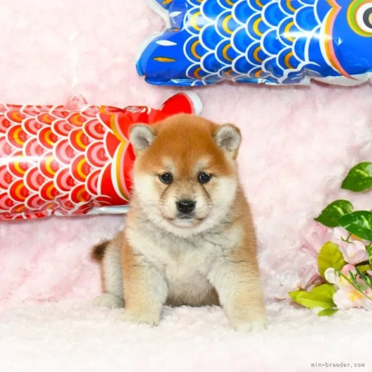 ID:2304-05474の子犬