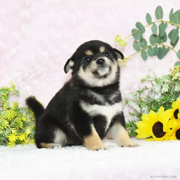 ID:2407-07787の子犬
