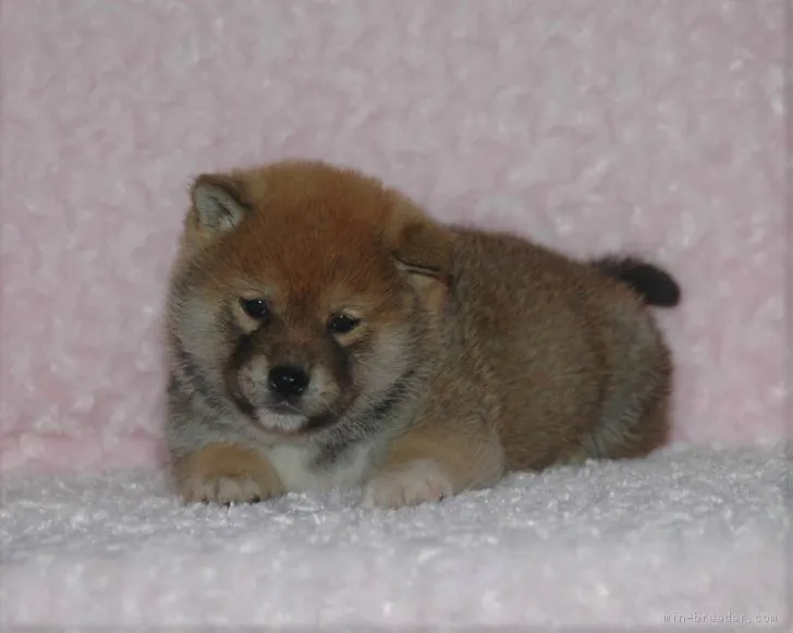 ID:1711-02375の子犬