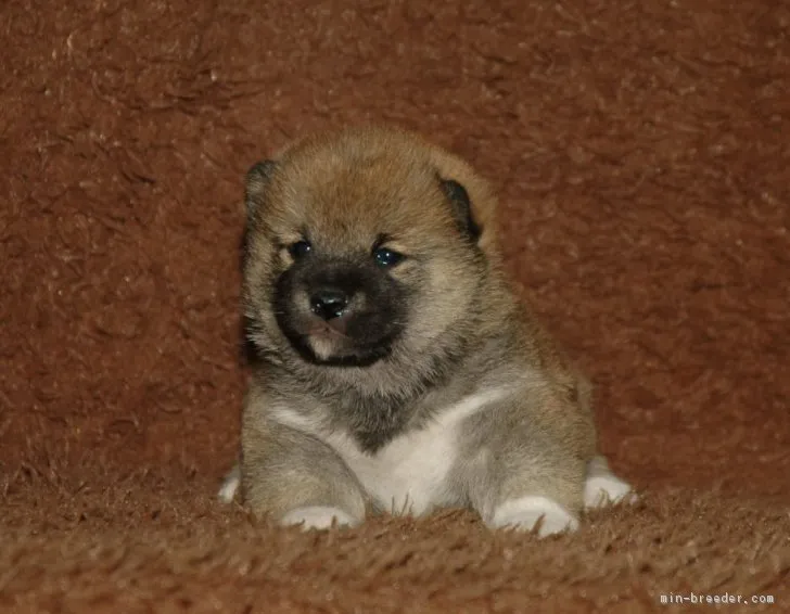 ID:1801-00244の子犬