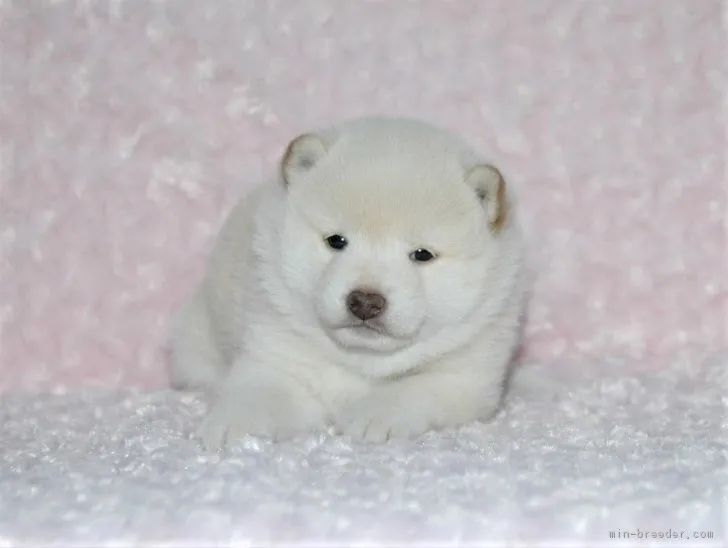 広島マル 様のお迎えした子犬