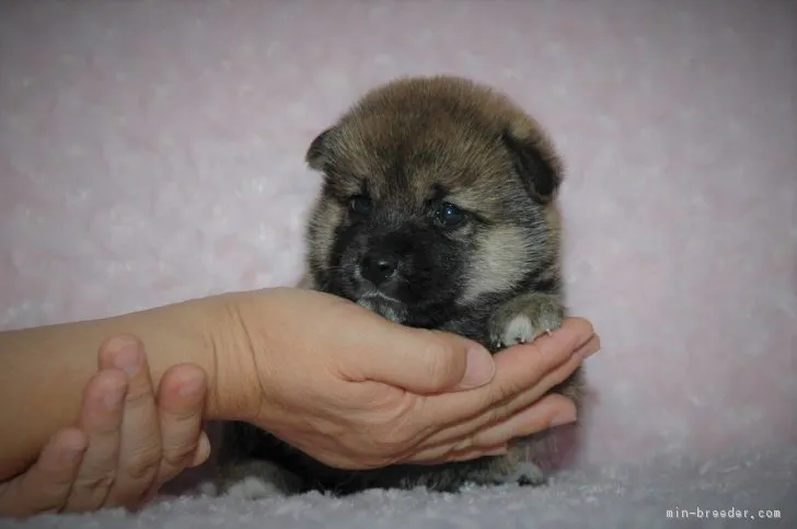 ID:1708-02319の子犬