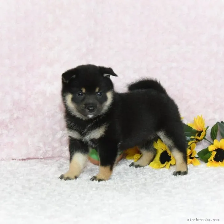 マサ 様のお迎えした子犬