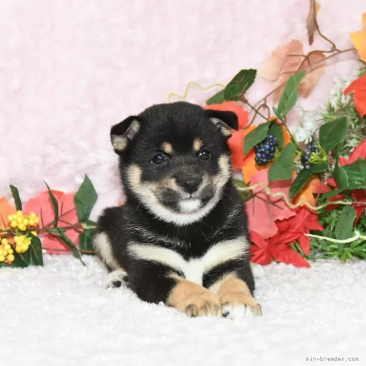 H.K 様のお迎えした子犬