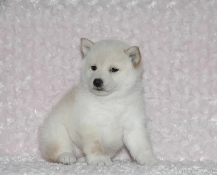 ID:1705-02047の子犬