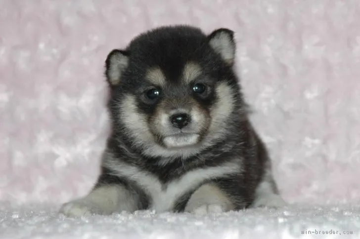 ID:1704-01903の子犬