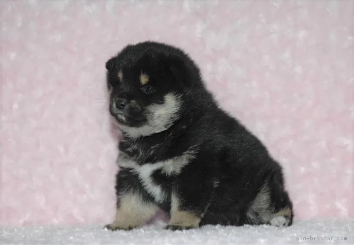 ID:1711-02387の子犬